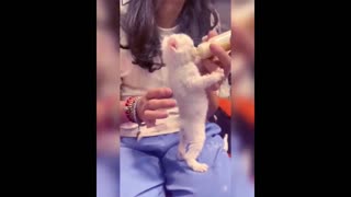 Funny Cat videos united kingdom