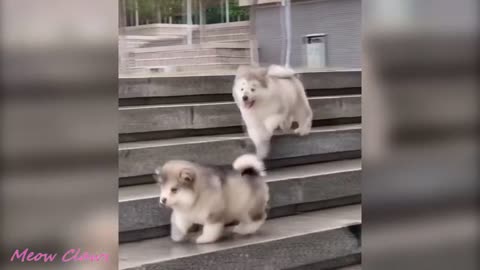 Baby Alaskan Malamute Puppies Bringing The Cutest Vibes Ever!!!