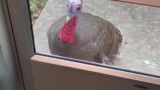 CRAZY Turkey tries to break into a Gym!!!