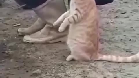 Cute orange Cat