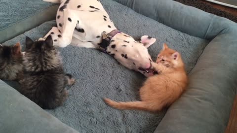 Litter of foster kittens play with gentle Dalmatian