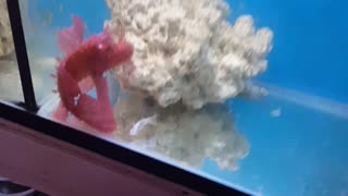 Rhinopias Scorpionfish eating