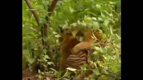 Tiger vs monkey funny videos | crazy monkey enjoying with tiger
