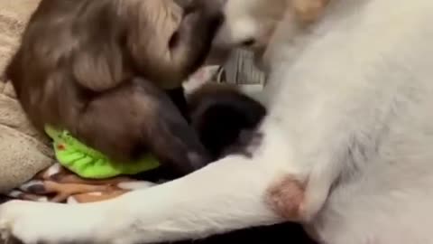 Dog and monkey, inseparable friends