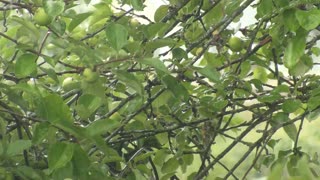 apple tree and rain