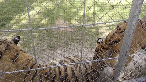 Bengals Tigers 🐅