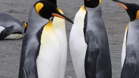 Penguins 🐧is back.😘cute sence