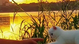 A group of cat "children" play outdoors