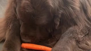 Newfoundland struggles to eat his veggies