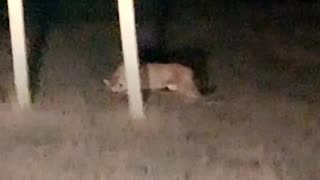 Montana Motorist Observes A Mountain Lion Having a Roadside Meal