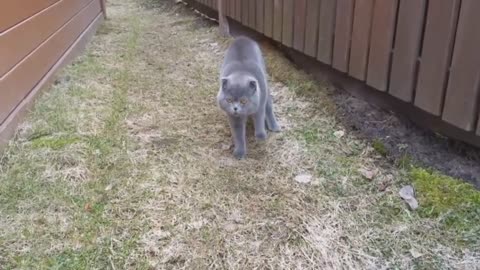 Cute Cat Arguing With Her Human. Incredible Video