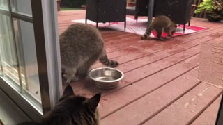 Cat watching a family of raccoons