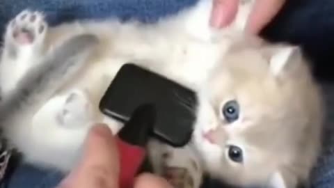 Cute Kitten Gets Brushed