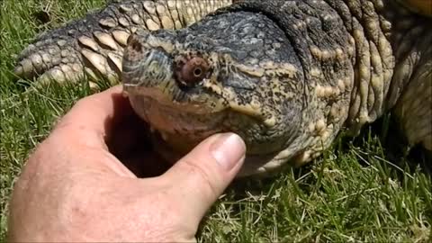 Giant snapping turtle acts just like a dog