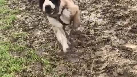 Slowmo saint bernard runs across muddy field