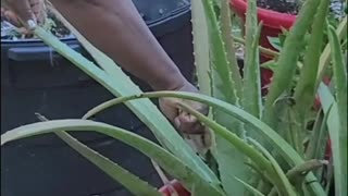 Aloe vera day