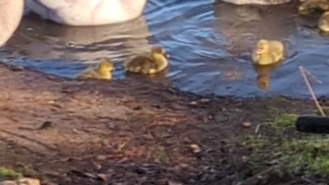 Goslings' First Swim