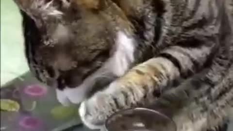 A cat drinks Alcohol.Watch what happens next😃