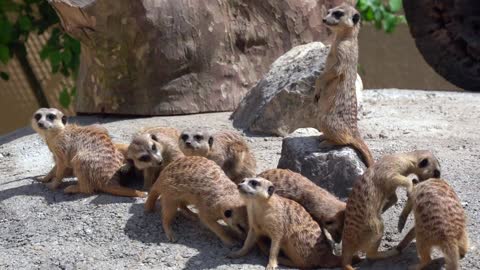 Funny Mongoose Animals group