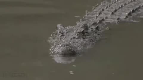 The crocodile grabbed the girl and dragged her into the water
