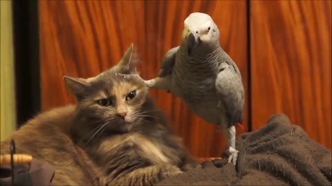 A parrot annoys the cat 😂😂