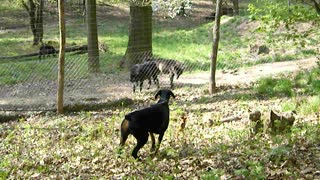 Wolves and Dogs Separated by a Fence