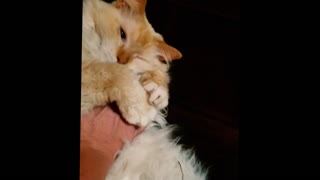 Gato ragdoll le da un 'abrazo de manos' a su dueña