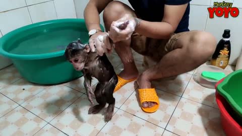 YoYo JR helps dad take care of Milk and CoCo