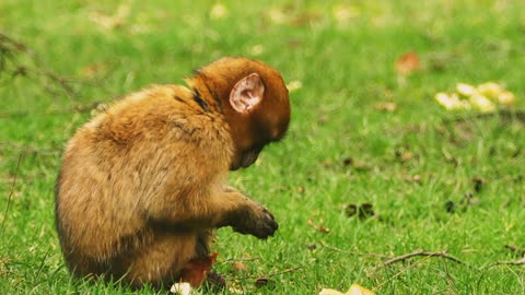 Cute little baby monkey,