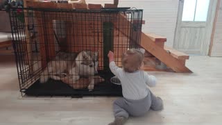 Baby Arthur is trying to free his friend husky from the cage.