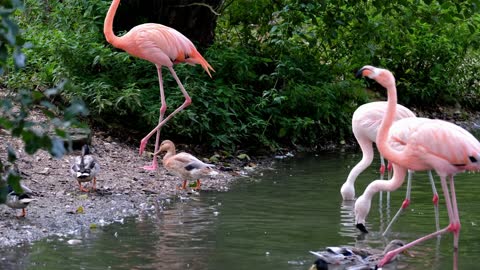 Pink Animal Birds Feeder Pond Water