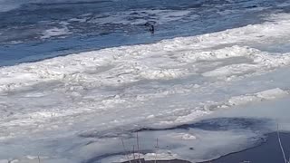 Otters on The River