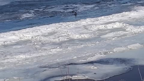 Otters on The River