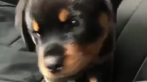 Adorable black dogy will make u cry