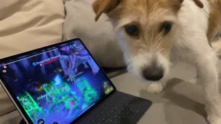 Dog playing computer game