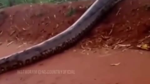 Anaconda Sucuri