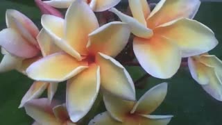 A bunch of plumeria flowers, white, yellow and pink, are very beautiful! [Nature & Animals]