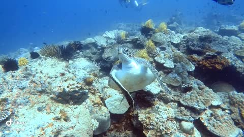 Turtles in the Philippines