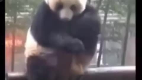 Sad panda 🐼