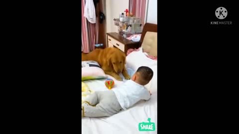 Golden retriever was take good care of baby