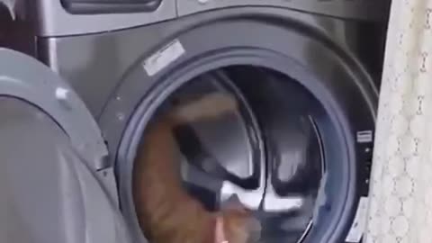 The cat is stuck in the washing machine