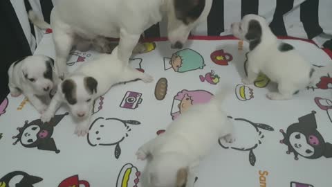 Cute puppies are playing with parents
