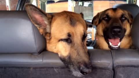 Guilty, bad, dogs! Very naughty German shepherds being vindictive hahaha