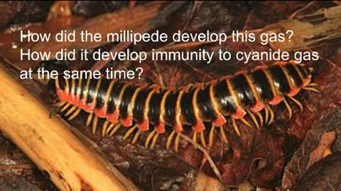 The Mighty Millipede?