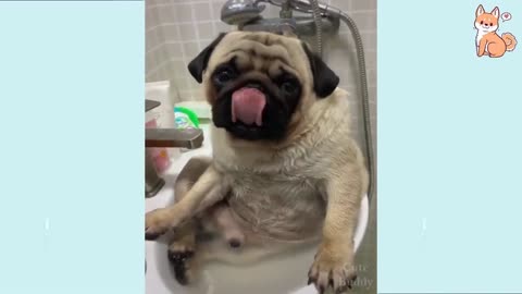 Watch and Enjoy funny moments of dog's life