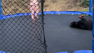 Toddler and Doggy Enjoy Trampoline Time Together