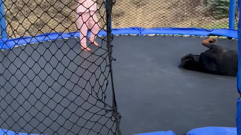 Toddler and Doggy Enjoy Trampoline Time Together