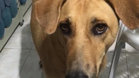 Dog wants bread