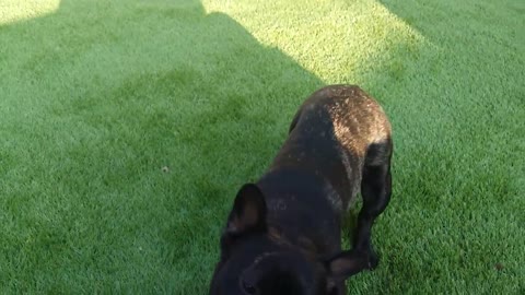 French Bulldog playing tug