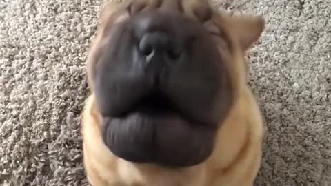Wrinkly brown puppy dog barks at camera on carpet